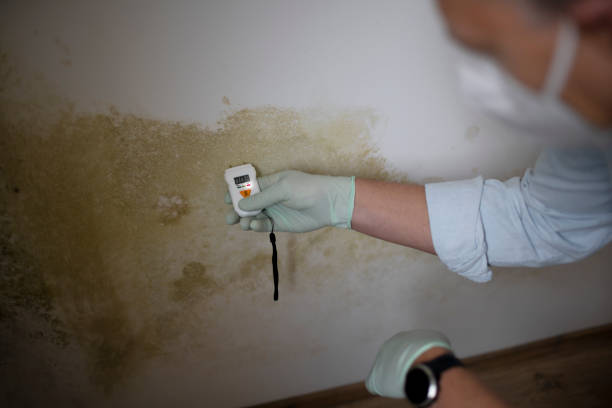 Best Attic Mold Removal  in Eagle Crest, OR