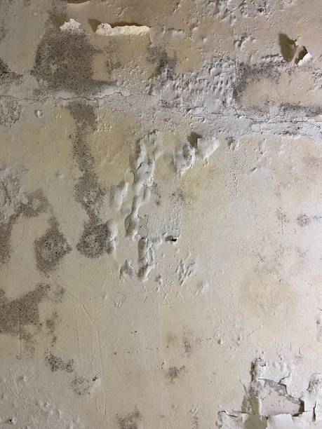 Best Certified Mold Removal  in Eagle Crest, OR